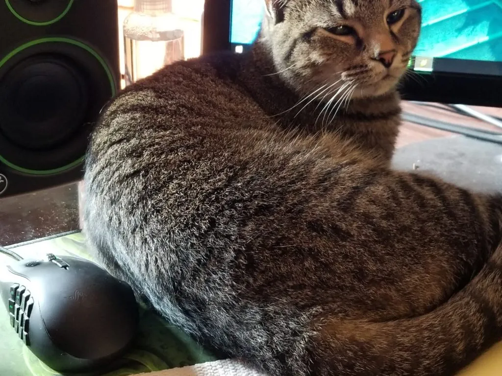 Likes computer desk, but believes I need to clear more space for him.