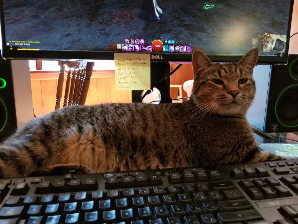 Seen here helping apply a level 80 boost to my GW2 Mesmer.