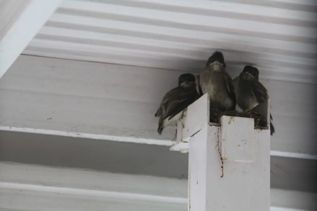 Last year&rsquo;s three baby birds shortly before they left. At this point I wondered if they would *ever* learn to fly.