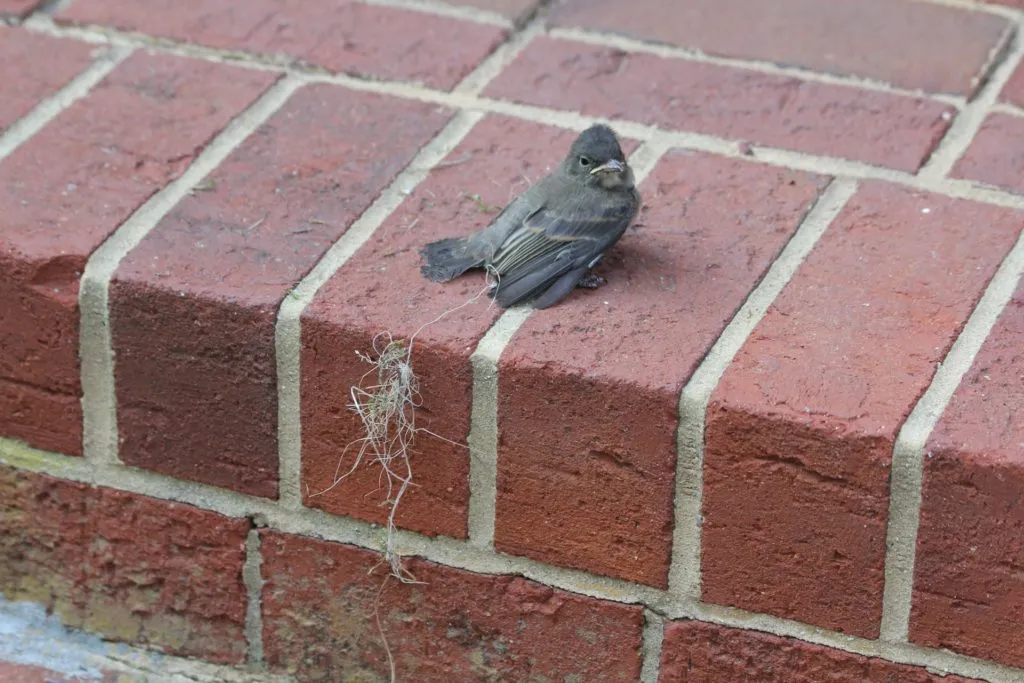 Last year, before I could return with a pair of scissors to cut away the tangle, this baby bird flew away and as far as I know went on to live a happy, healthy life. (Or possibly get eaten by a neighborhood cat five minutes later, I don&rsquo;t really know, but I&rsquo;ll just assume its still out there somewhere.)