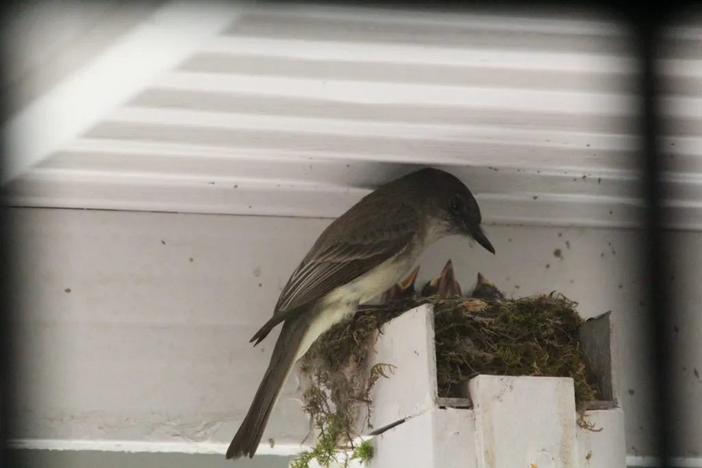 Flycatcher nesting outside my back door. Still not sure exactly what it is but maybe an Eastern Phoebe? I never heard a song, just little peeps and chirps.