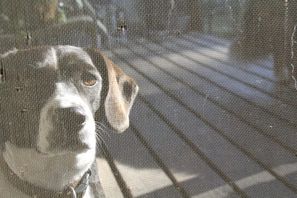 My dog through a screen door from several years back.