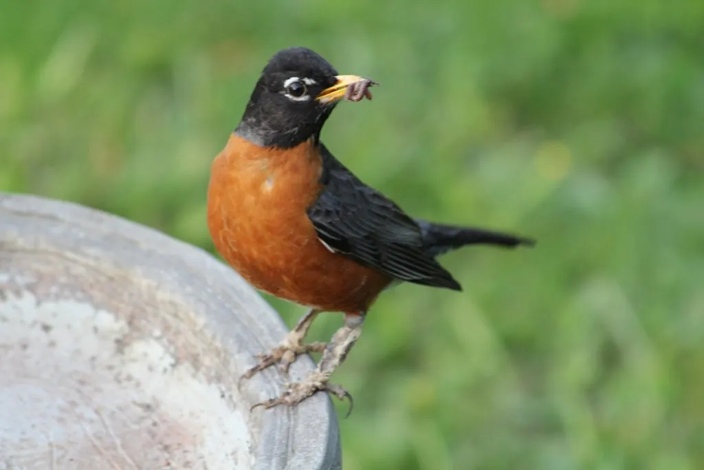 The classic and ubiquitous American Robin from many years ago at a different house.