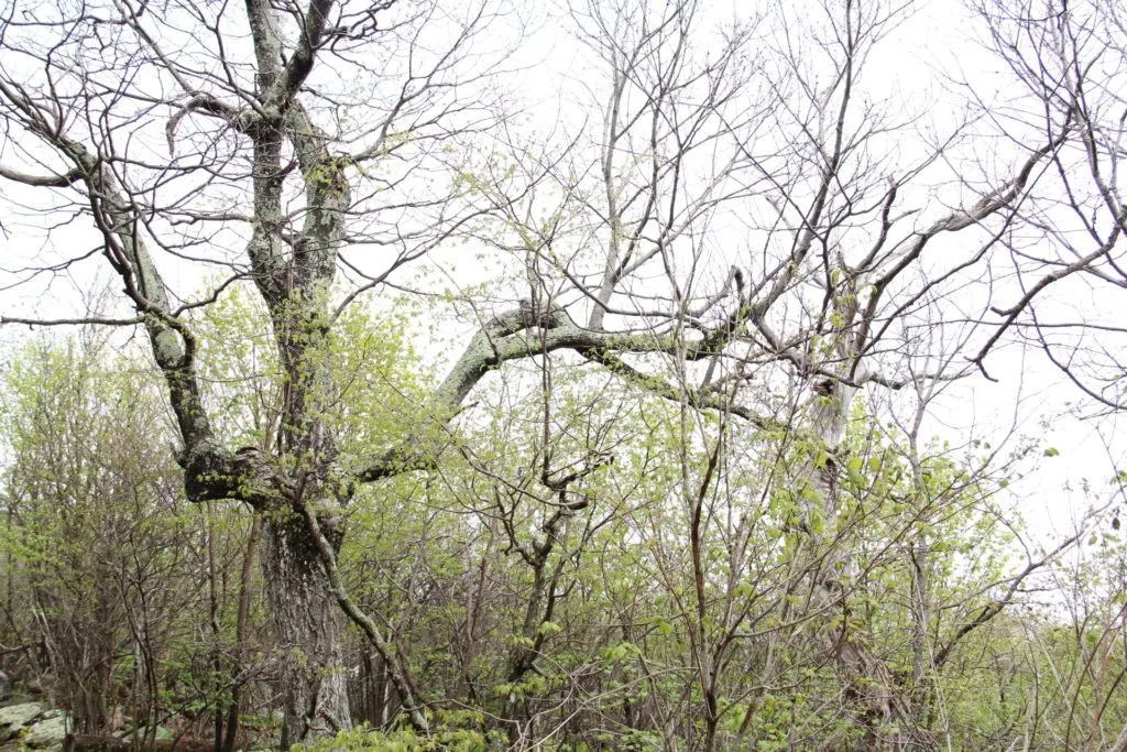 A particularly fascinating tree from the Stony Man Mountain trail.