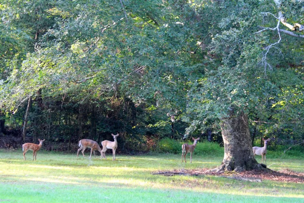 This is my back yard and the raucous neighbors who frequently visit.