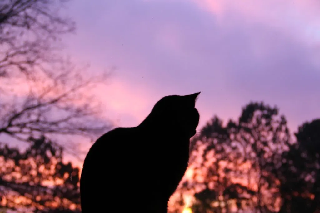 My cat looking out of the picture window in my living room.
