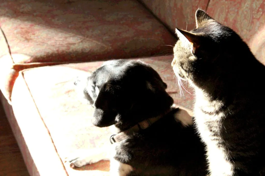 This is my dog Bella on the couch which is now basically entirely hers, and the stray cat who wouldn&rsquo;t leave, Gracie.