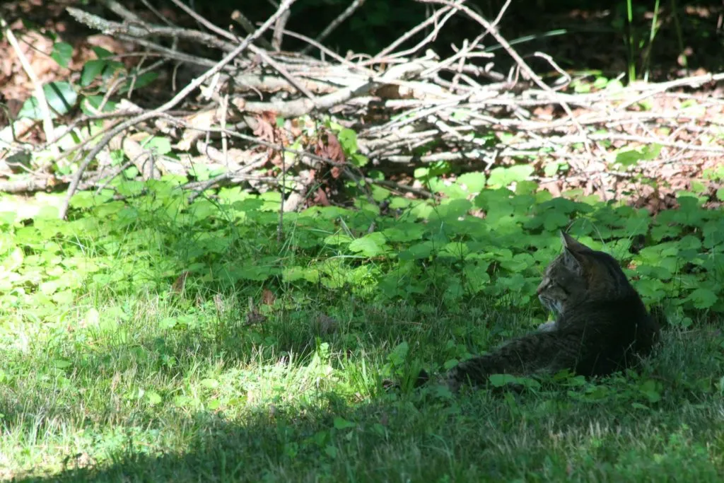 My cat in her natural habitat. I&rsquo;m only useful to her for dispensing food and water.