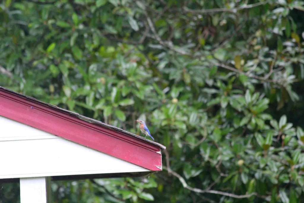This might be a bluebird, gathering nesting material.