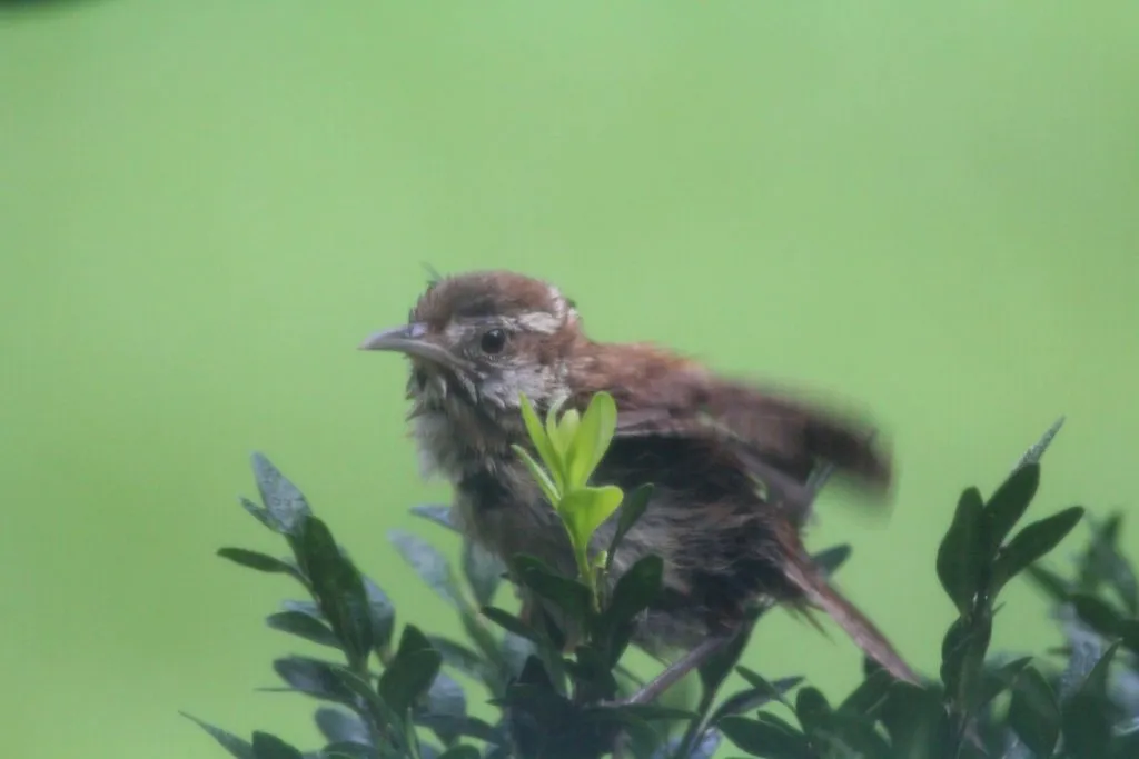 Here is, I think, a young wren shortly after leaving their nest. This little guy sat in this boxwood right outside my kitchen window flapping his wings and preening for a while before leaving.