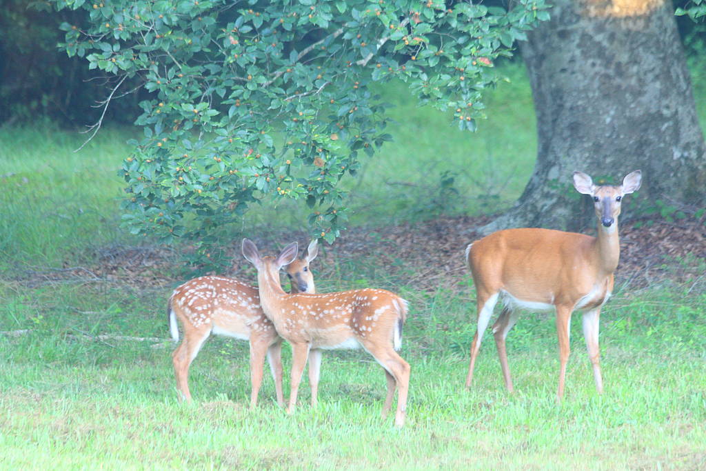 A Two-Fawn Morning