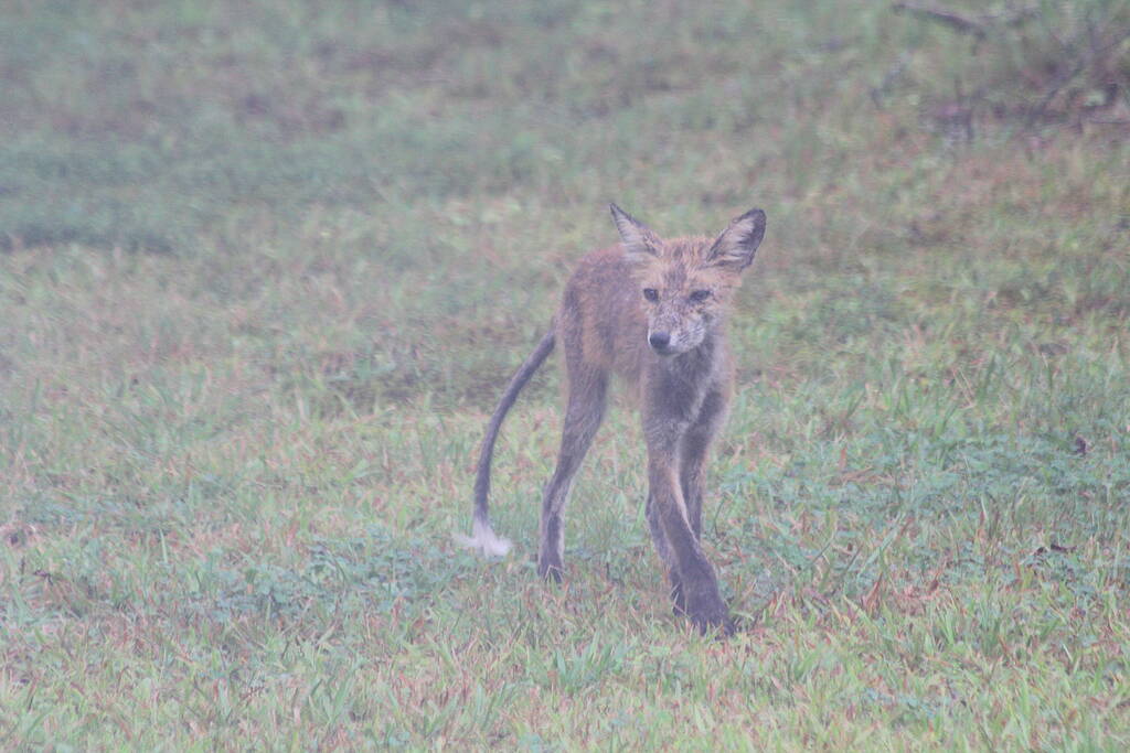 Unexpected Coyotes