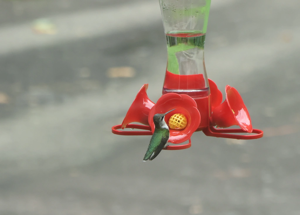 A hummingbird hovering next to a glass feeder hung from a shepherd's crook hanger.
