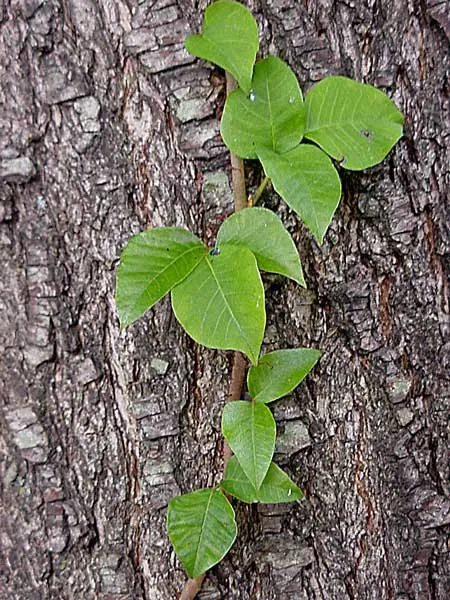 poison-ivy