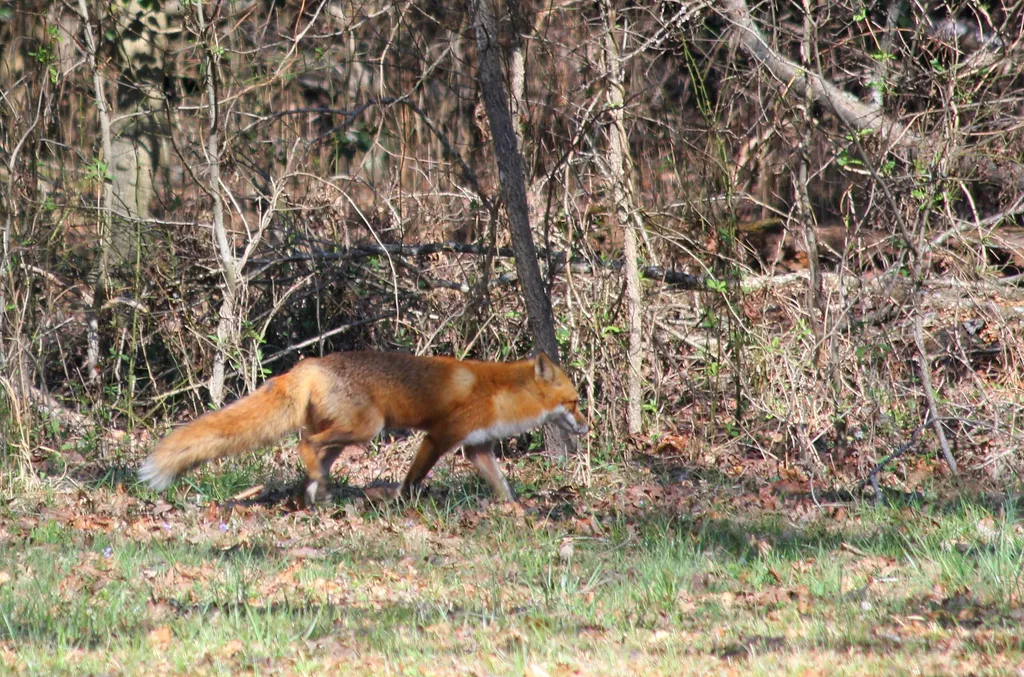 Fox walking