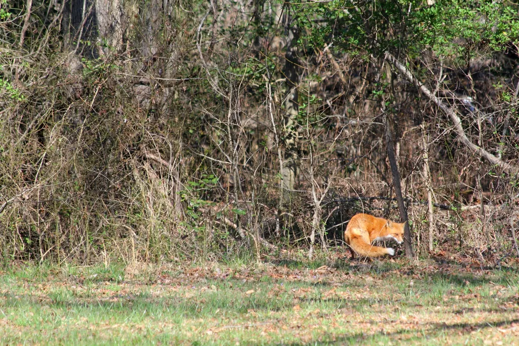 Fox searching the woods