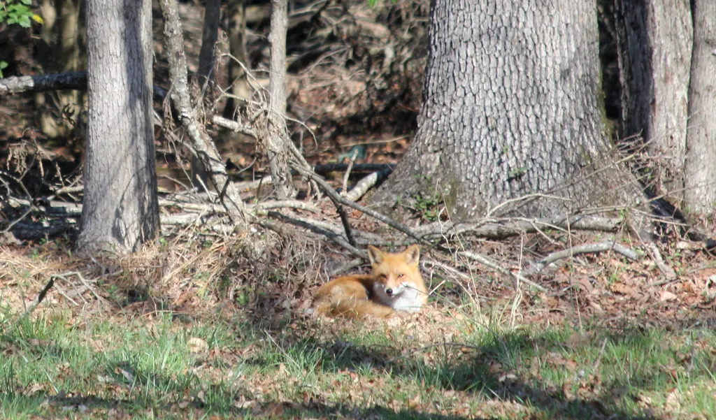 Fox lying down