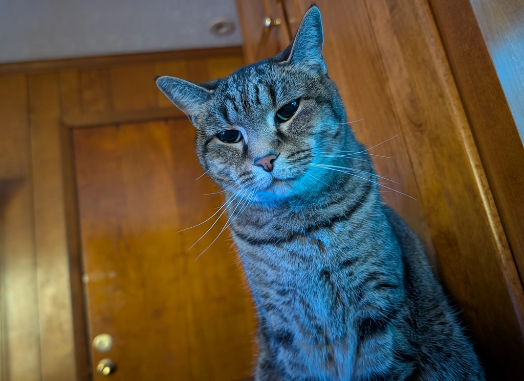 Gracie the cat looking on with a judging expression.